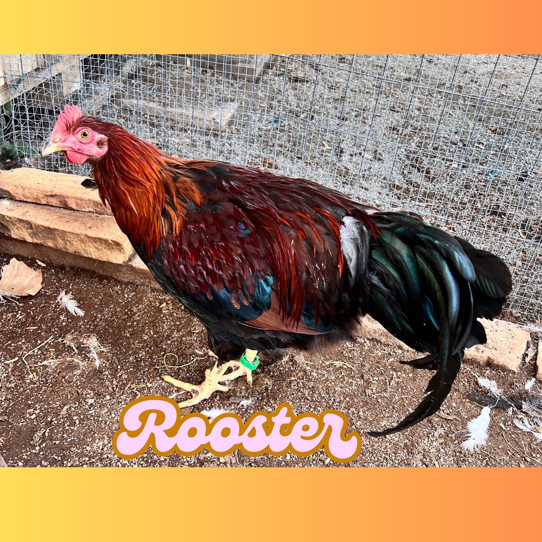 Welsummer Rooster **Local Pickup ONLY**
