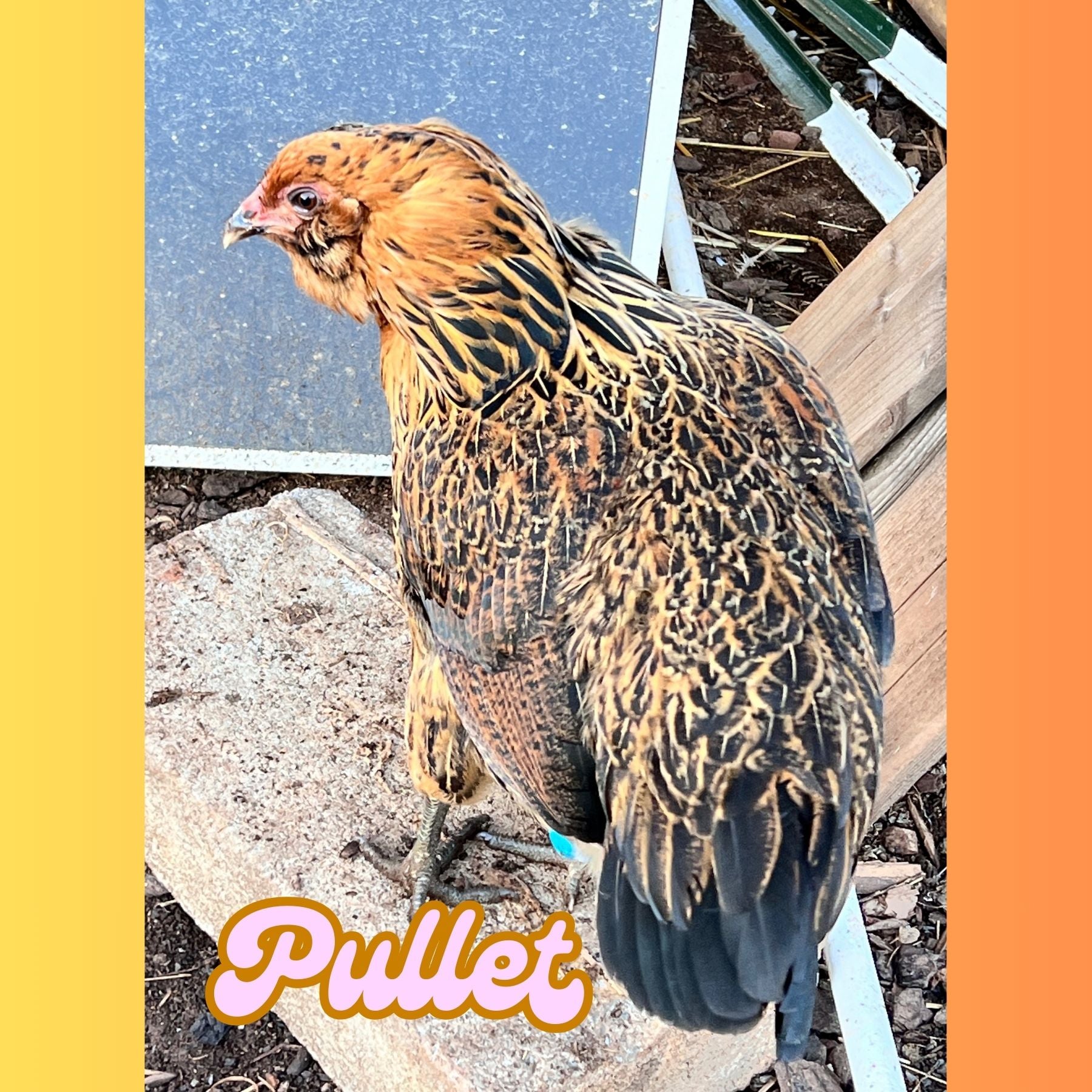 Easter Egger Pullet **Local Pickup ONLY**