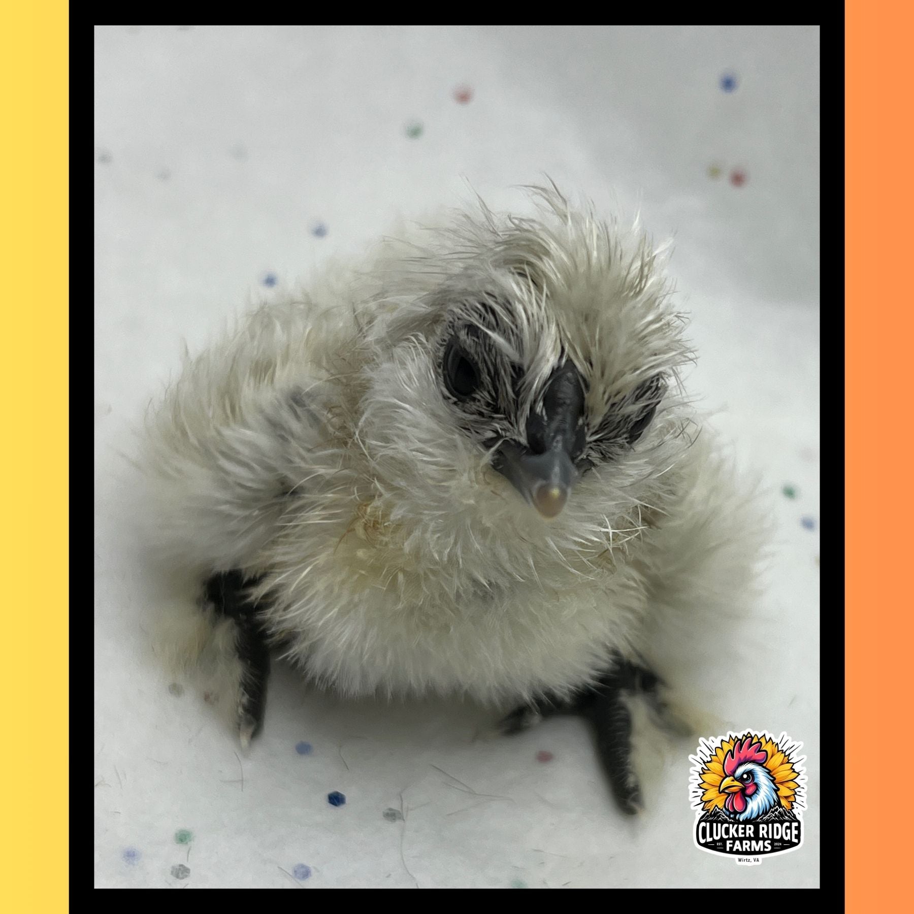 "Mostel" BBS Silkie Hatching Eggs **Local Pick-up Only**