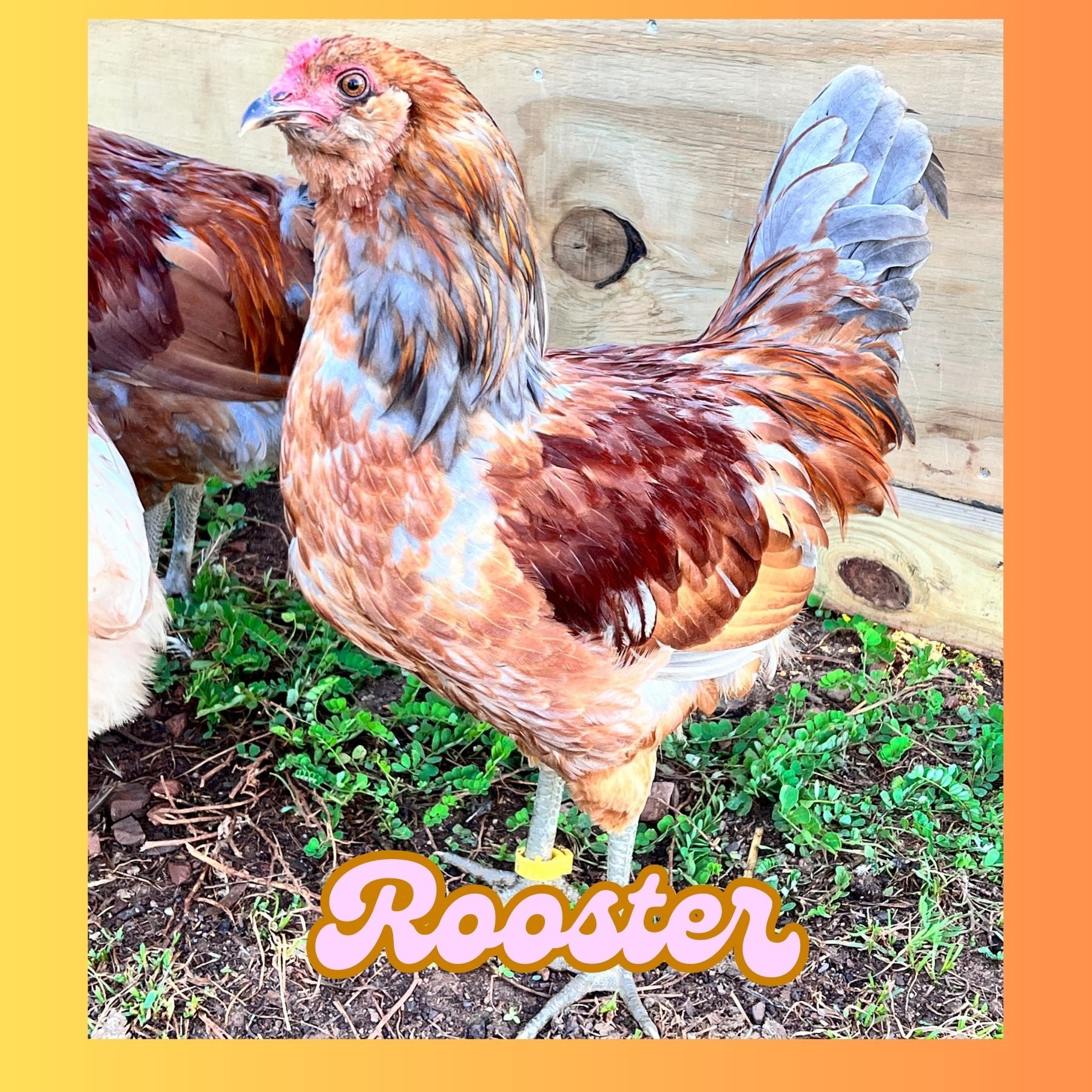 Easter Egger Rooster **Local Pickup ONLY**