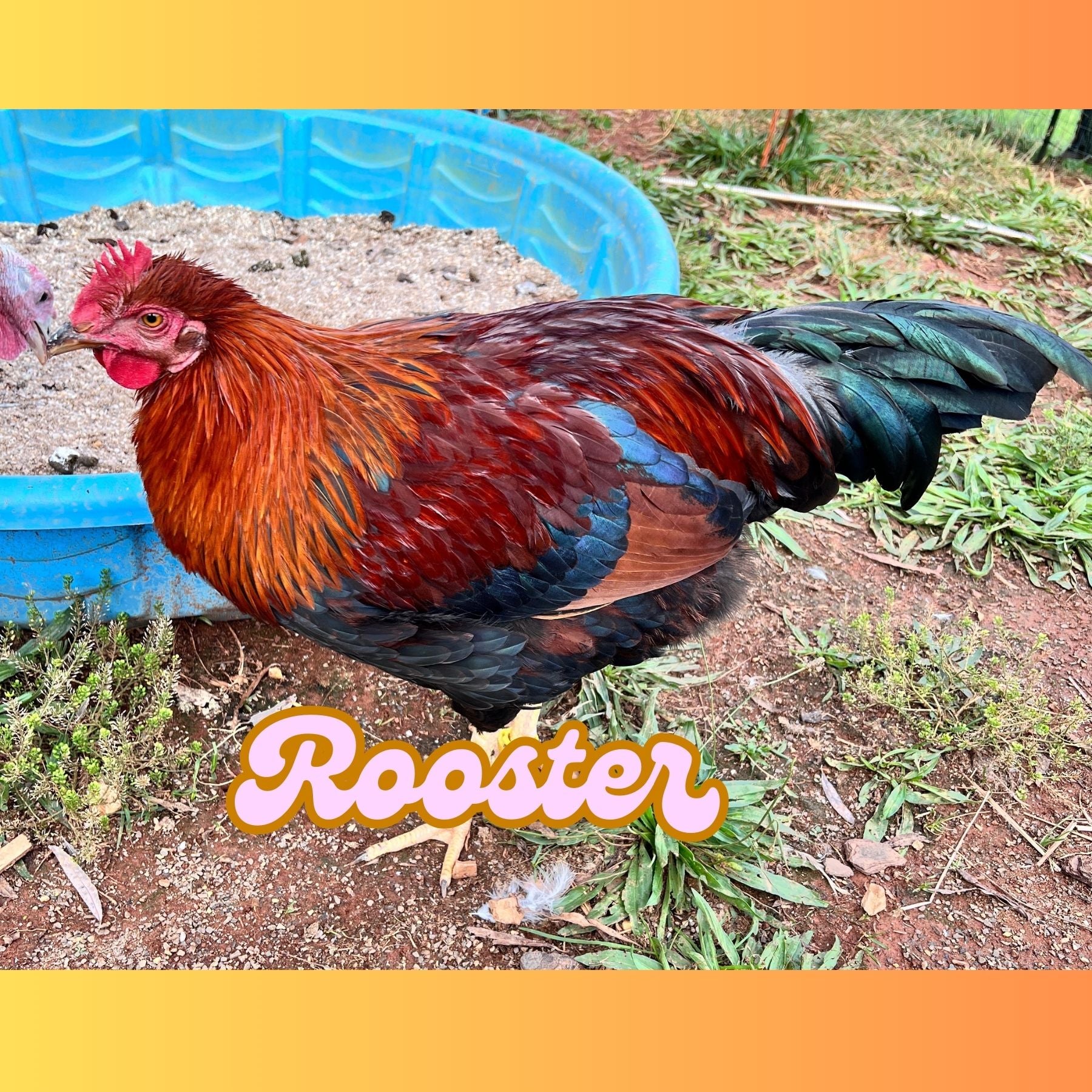 Welsummer Rooster **Local Pickup ONLY**
