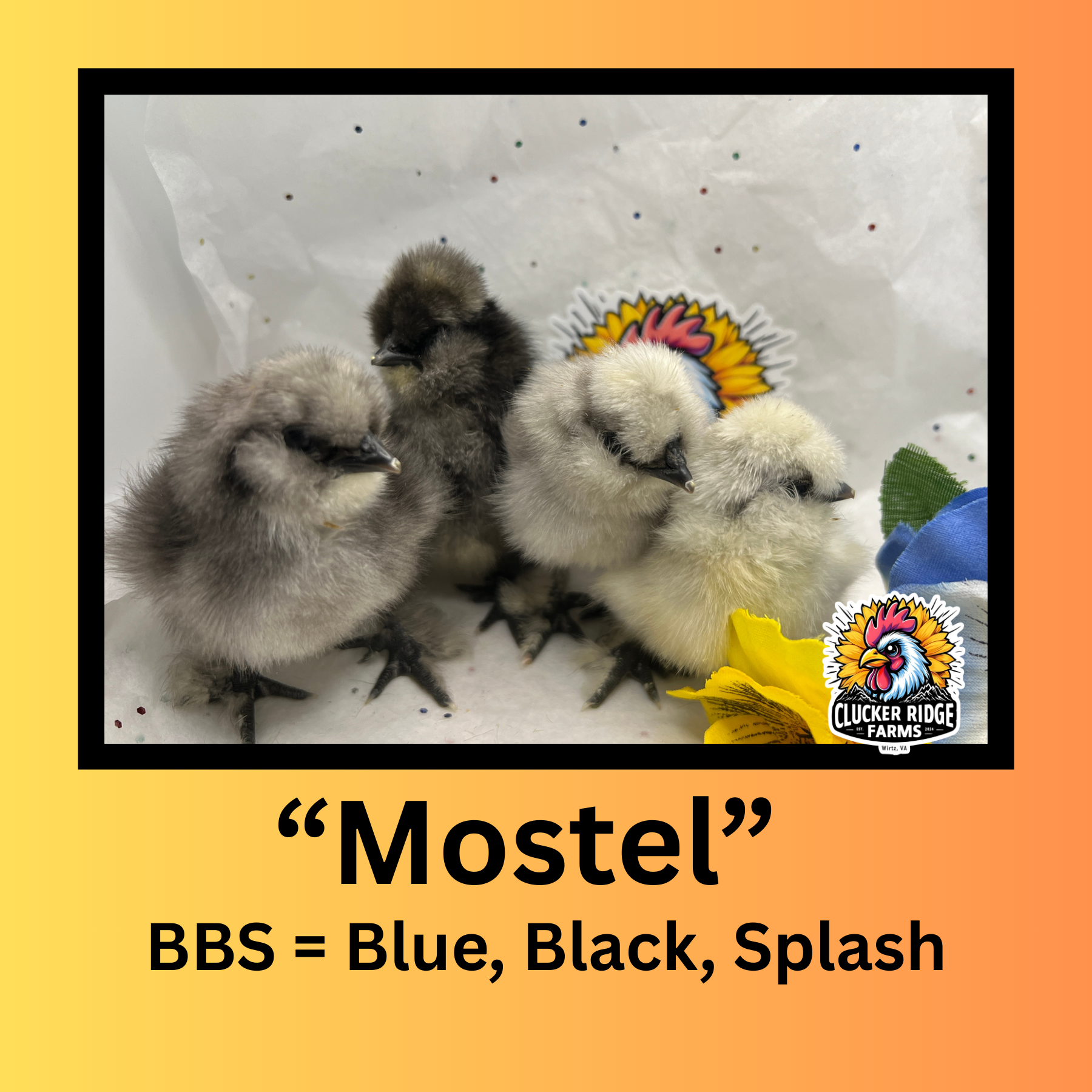 "Mostel" BBS Silkie Chicks **Local Pick-up Only**