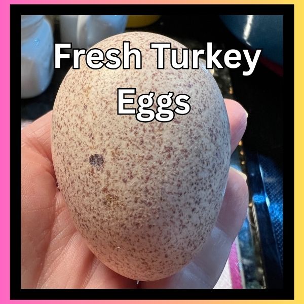 Fresh Turkey Eggs (not fertile) **Local Pickup ONLY**