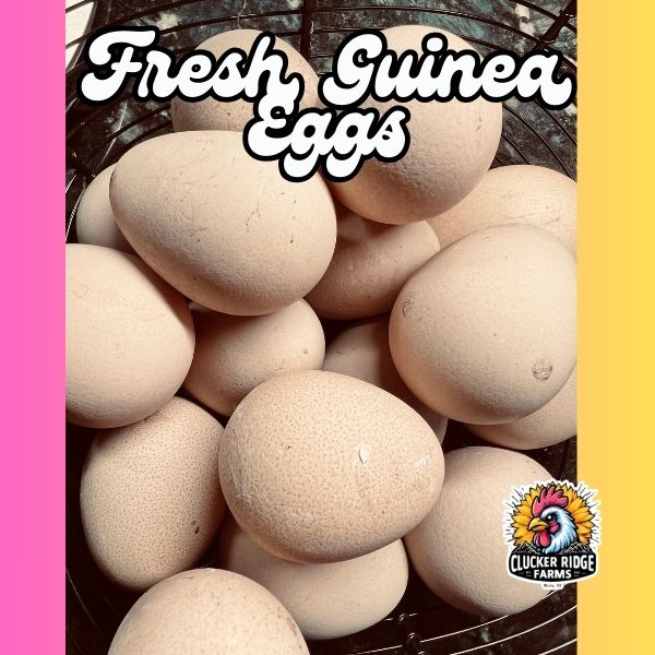 Fresh Guinea Eggs (not fertile) **Local Pickup ONLY**
