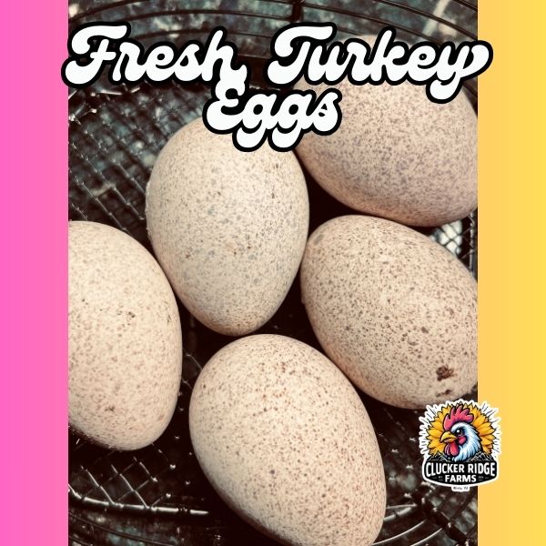 Fresh Turkey Eggs (not fertile) **Local Pickup ONLY**