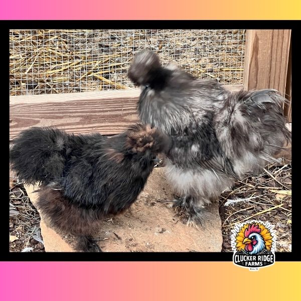 "Mostel" BBS Silkie Hatching Eggs **Local Pick-up Only**