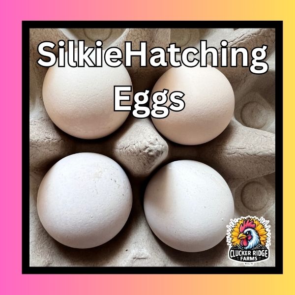 "Mostel" BBS Silkie Hatching Eggs **Local Pick-up Only**